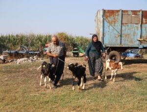 Adana’da inek üçüz buzağı doğurdu: 100 binde 1 görülen vaka
