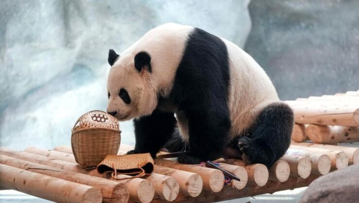 Albüm: Beijing Hayvanat Bahçesi’ndeki 10 Dev Panda İçin Yeni Tesis Açıldı