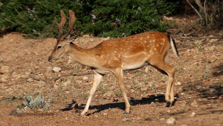 Antalya’da nesli tükenme tehlikesi altındaki alageyiklerin bu yıl 5 yavrusu dünyaya geldi