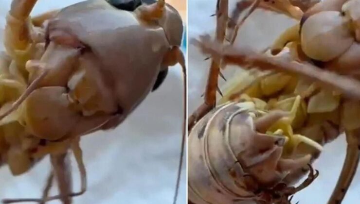 Çekirge istilası mı başladı? Bakanlıktan tedirgin eden görüntülerle ilgili açıklama
