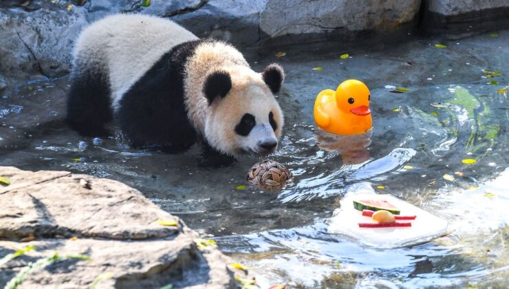 Chongqing’de Hayvanlar İçin Yaz Serinletme Önlemleri