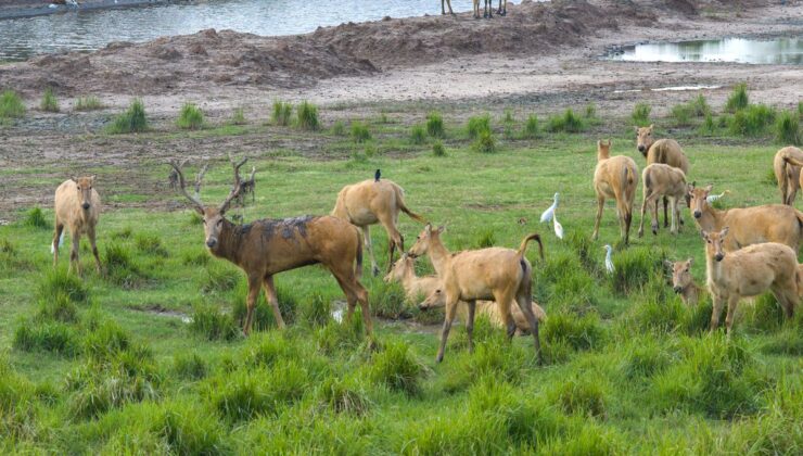 Çin’de Nesli Tehlike Altındaki Milu Geyiği Popülasyonu 8.800’ü Aştı