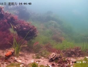 Çin’in Changdao Adaları’nda Deniz Çayırları Yeniden Canlanıyor: Karbon Tutma ve Biyolojik Çeşitlilik Artıyor
