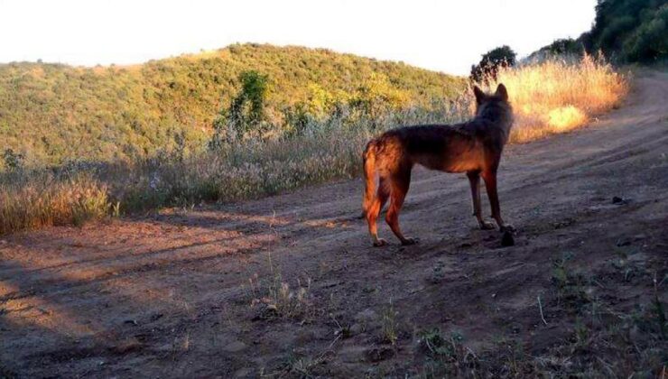 Ganos Dağı’nda Yaban Hayatı Fotokapanlarla Kayıt Altına Alındı