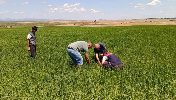 İpsala’da Dolu Zararı: Hasar Tespit Çalışmaları Başlatıldı