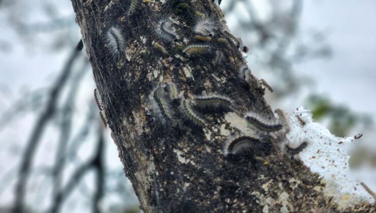Karadeniz’de alarm verildi: Ağaçları kemire kemire çürütüyor