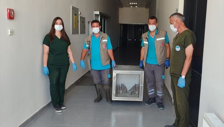 Kayseri’de tedavisi tamamlanan 35 yaban kuşu doğaya salındı