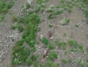 Kırsalda yiyecek arayan ayı, dronu fark edince kaçtı