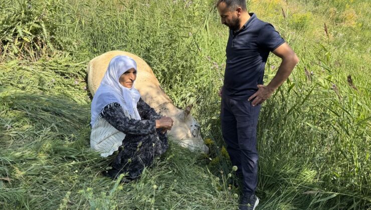 Köylü kadına hayırseverlerden 2 inek ve 2 buzağı hediyesi