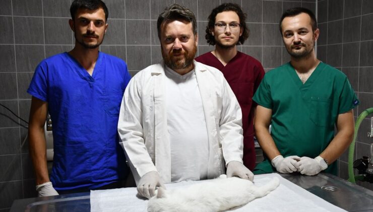 Meme tümörlü kedi ‘Pamuk’ sağlığına kavuştu