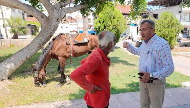Mersin’de bitkin düşen at koruma altına alındı