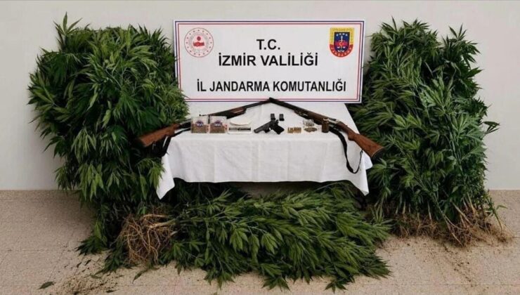 Ödemiş’te Ormanda Kenevir Operasyonu: Şüpheli Tutuklandı