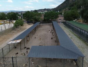 Osmaneli’de enfeksiyonlu kedi sağlığına kavuştu