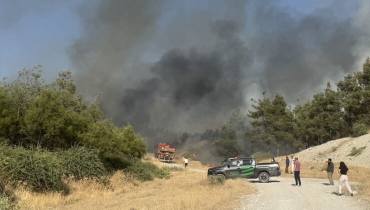 Şanlıurfa’da otluk yangını ormana sıçradı