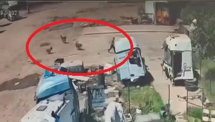 Silopi’de başıboş köpeklerin saldırdığı çocuğu babası ve amcası kurtardı