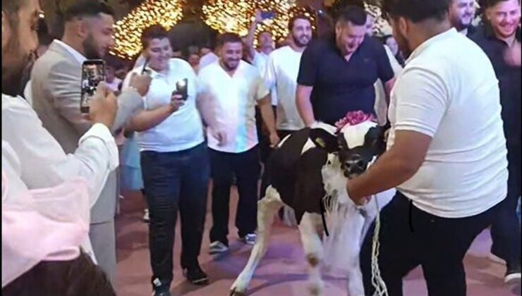 Takı töreninde damada dana hediye ettiler