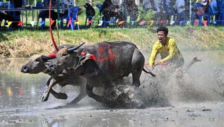 Tayland’da Çeltik Sezonu Bufalo Yarışlarıyla Kutlandı