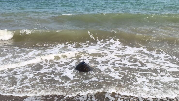 Tedavi edilen Mersin ile Göksu, mavi sulara bırakıldı