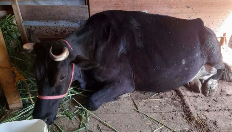 Amca- Yeğen Kavgasında Mermi İneğin Memesine İsabet Etti