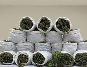 Bafra’da 138 kg esrar ve 1757 kök kenevir ele geçirildi