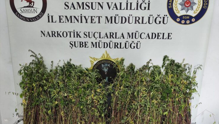 Bafra’da Uyuşturucu Operasyonu: 1655 Kök Kenevir Ele Geçirildi