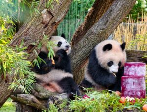 Berlin’deki dev panda ikizleri Leni ve Lotti ikinci yaş günlerini kutladı