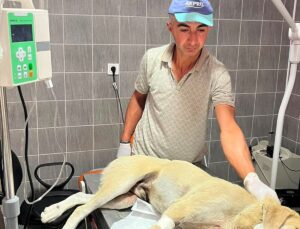 Bilecik’te aracın çarptığı köpek tedavi altına alındı