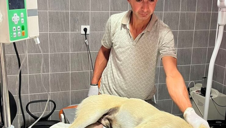 Bilecik’te aracın çarptığı köpek tedavi altına alındı