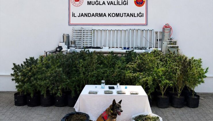Bodrum’da Uyuşturucu Operasyonu: 56 Kök Kenevir ve 10 Kg Skunk Ele Geçirildi