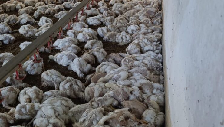 Bolu’da Tavuk Çiftliğinde Havalandırma Arızası: 4 Bin Tavuk Telef Oldu