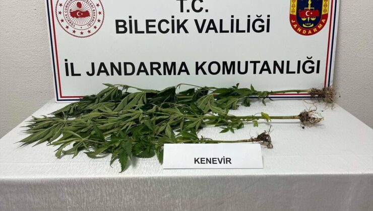 Bozüyük’te 3 Kök Hint Keneviri Ele Geçirildi