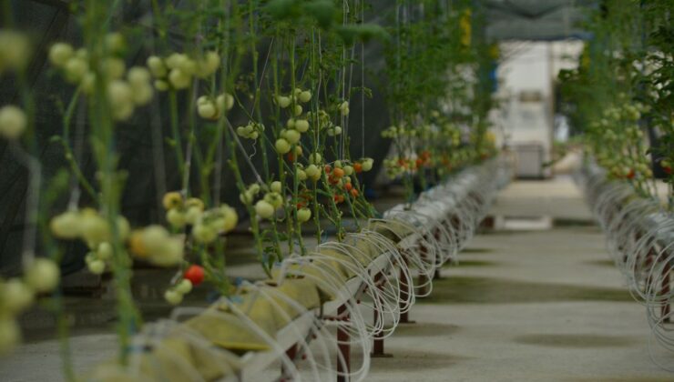 Çay Atık Liflerinden Yerli ‘Çaykopit’: İthal Kokopite Güçlü Alternatif