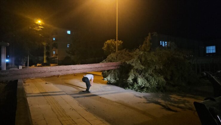 Çorum’da devrilen çam ağacı araçlara zarar verdi