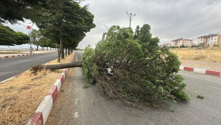 Erciş’te şiddetli rüzgar ağaçları devirdi