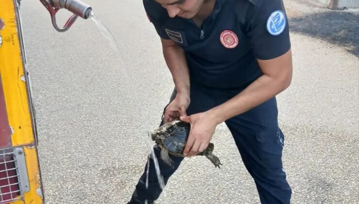 Eskişehir’de Yangından Kurtarılan Kaplumbağa Doğaya Bırakıldı