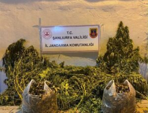 Eyyübiye ve Halfeti’de Uyuşturucu Operasyonu: 628 Kök Kenevir ve 4 Kilogram Esrar Ele Geçirildi