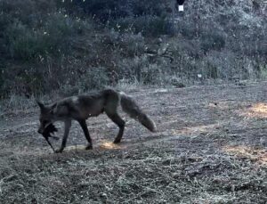 Ganos Dağı’nda Fotokapanlar Yaban Hayatını Görüntüledi