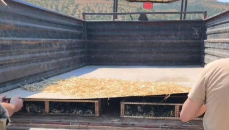 Hatay’da 2 bin 114 saka kuşu ele geçirildi: 19 milyon TL ceza