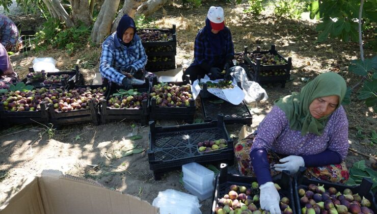 Havran Siyah İnciri Hasadı Başladı