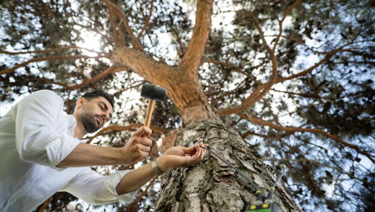 İstanbul’un asırlık ağaçları rölöve planlarıyla korunuyor