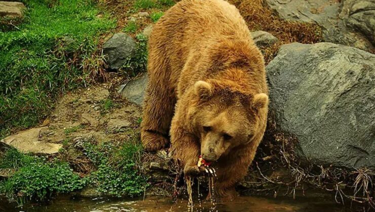 Karadeniz’de popülasyonu artan ayılar için uzmanından ‘önlem alınmalı’ uyarısı
