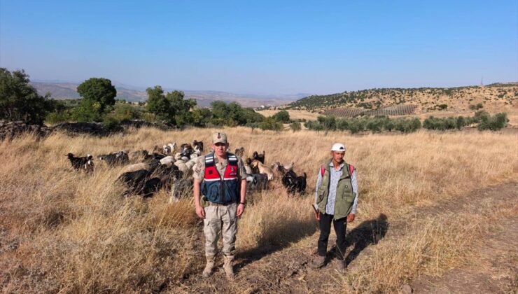 Kilis’te Kaybolan 50 Küçükbaş Hayvan Jandarma Tarafından Bulundu