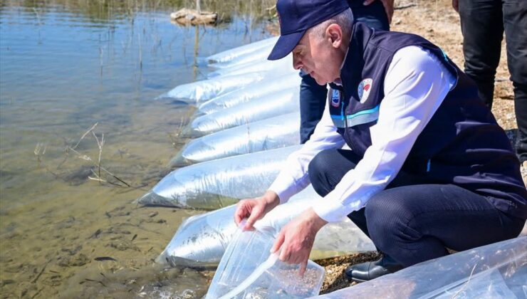 Kırklareli Barajı’na 450 Bin Sazan Yavrusu Salındı