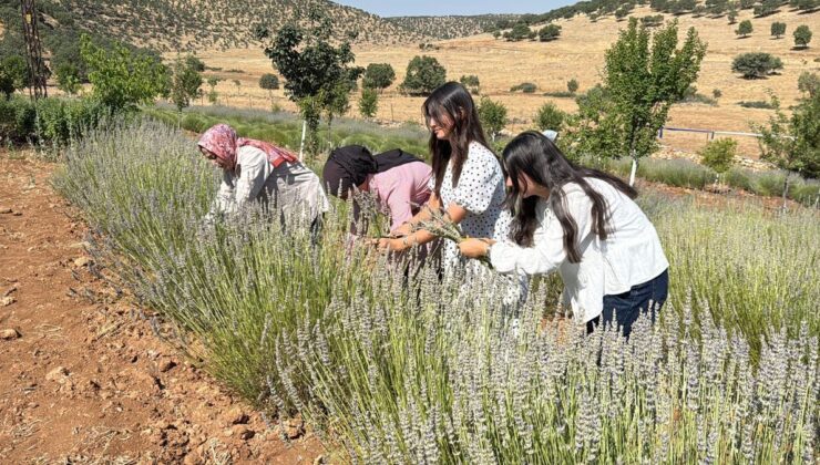 Mardin’de 40 Yıllık Atıl Arazi Kadınların Emeğiyle Lavanta Bahçesine Dönüştü