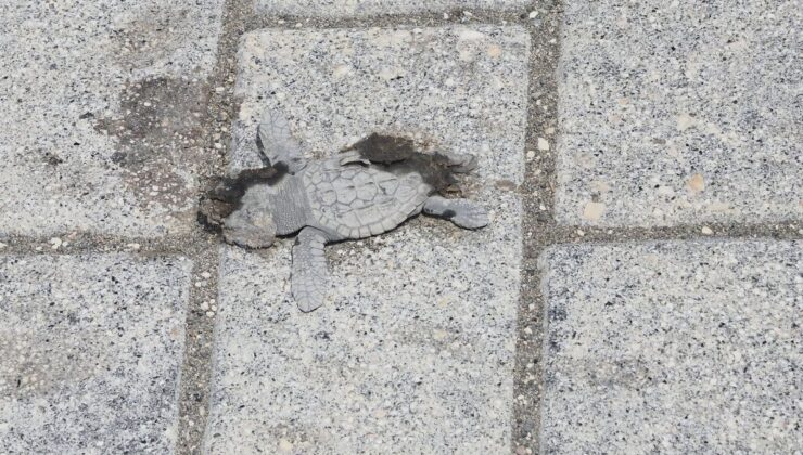 Samandağ’da 40 Yavru Yeşil Deniz Kaplumbağası Işık Kirliliği Nedeniyle Araçların Altında Öldü