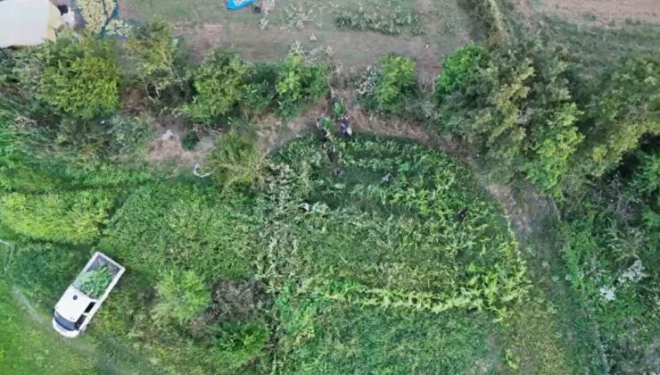Samsun’da İki Ayrı Uyuşturucu Operasyonu: 616 Kök Kenevir Ele Geçirildi