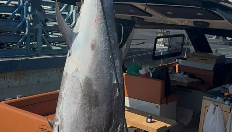 Seferihisar’da dev orkinos: 260 kiloluk balık 1 saatte yakalandı