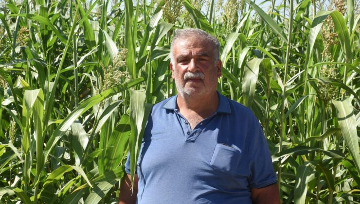Sorgun otu Malatya’da hayvancılığın kaba yem ihtiyacına alternatif oldu