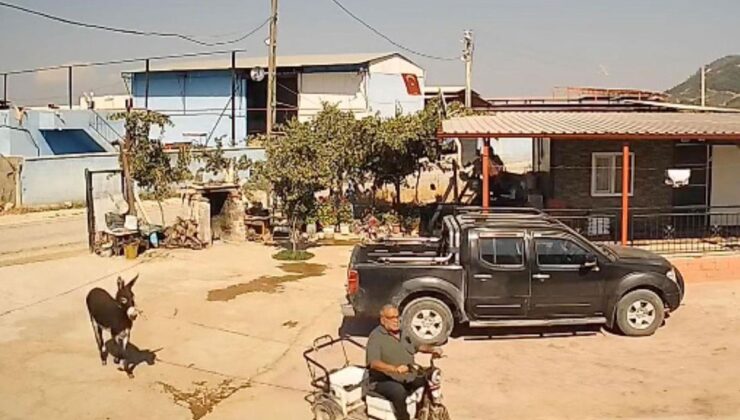 Üzümleri korurken eşeğin saldırısına uğrayan muhtar yaralandı