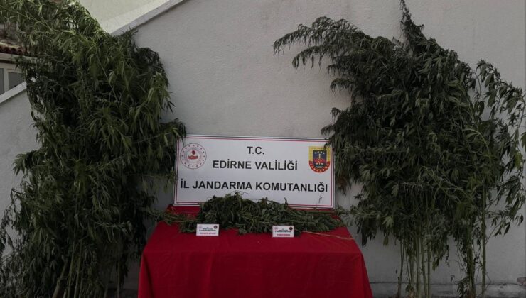 Uzunköprü’de kamu arazisinde hint keneviri yetiştiren şüpheli suçüstü yakalandı